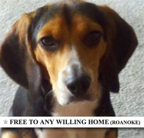 Keep posts pet related please. . Roanoke pets  craigslist